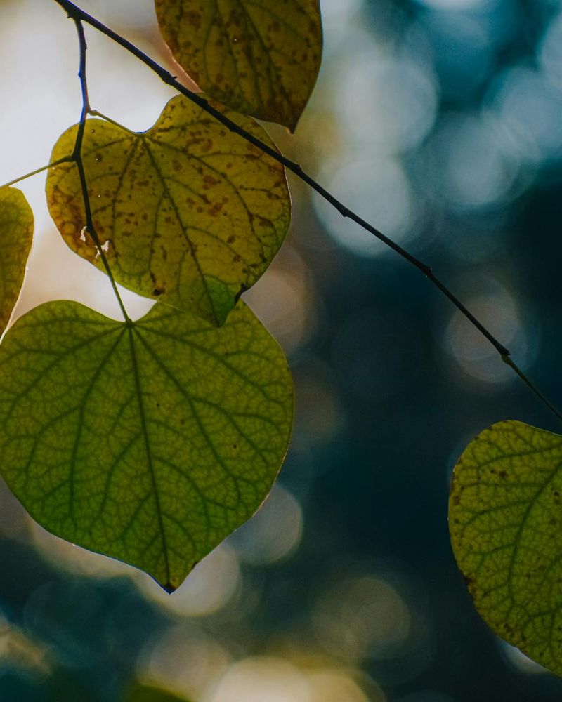 Abstract green leaves representing natural wellness and heart harmony